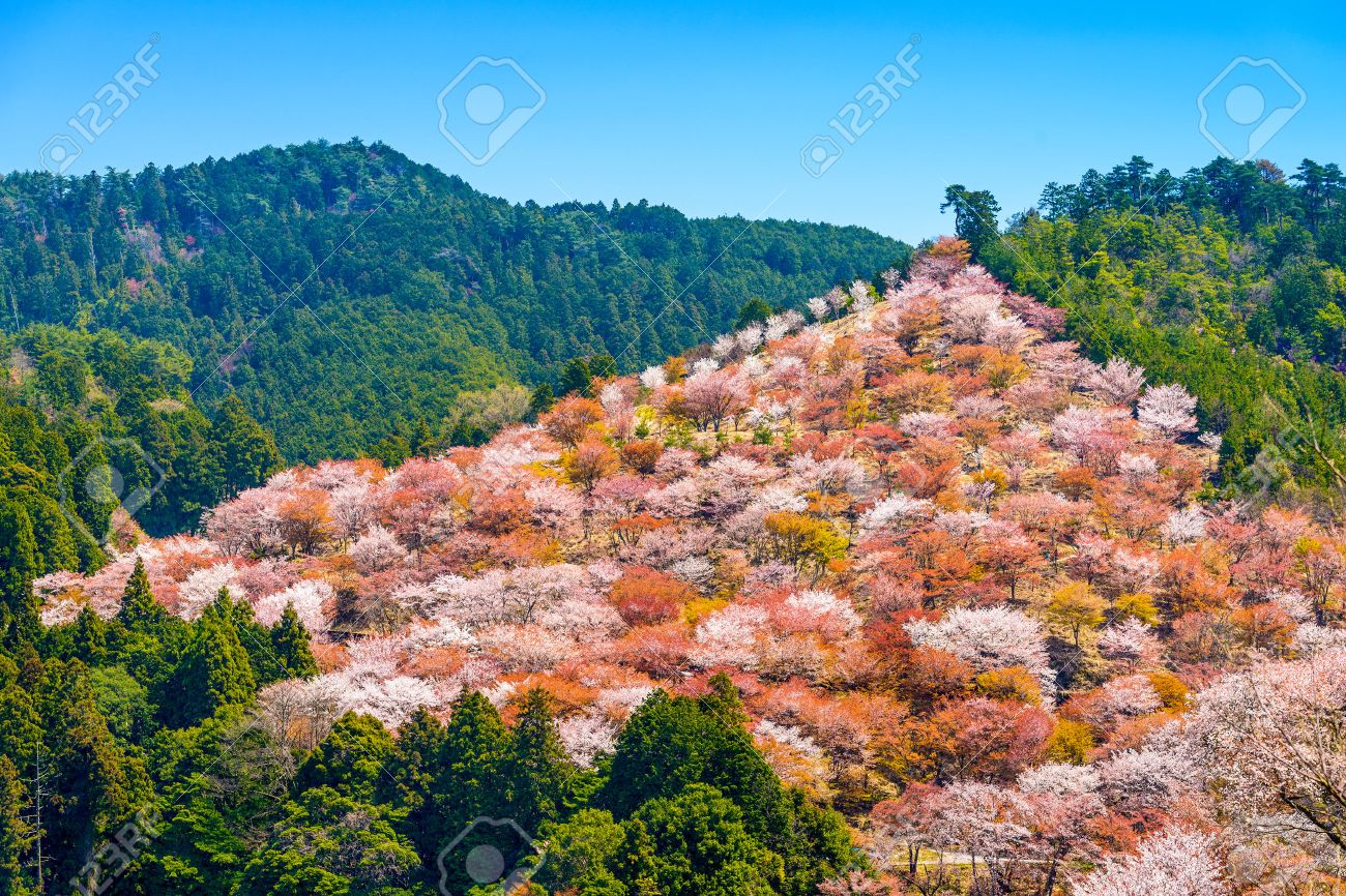 奈良県吉野川風景